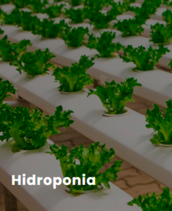 ESTUFA-AGRICOLA-PARA-HIDROPONIA.png