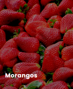 ESTUFA-AGRICOLA-PARA-MORANGO.png