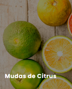 ESTUFA-AGRICOLA-PARA-MUDAS-DE-CITRUS.png