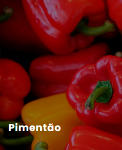 ESTUFA-AGRICOLA-PARA-PIMENTOES.png