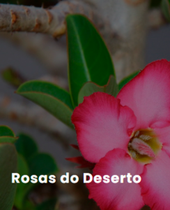 ESTUFA-AGRICOLA-PARA-ROSAS-DO-DESERO.png